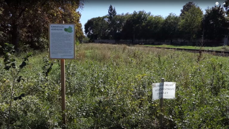 Természetes élőhelyeket hoz létre a Klímavédelmi fásítás, ezért nem kaszálják ezeket a területeket (videóval)