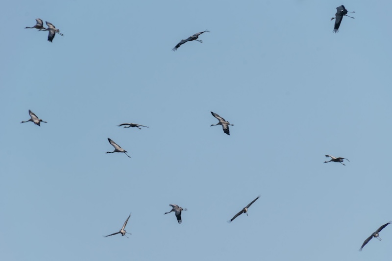 Eltűntek a darvak a Borsodi-Mezőségről – figyelmeztet a Bükki Nemzeti Park Igazgatósága