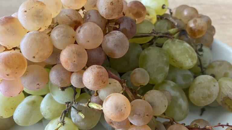 Fertőzött szőlőtőkéket semmisítettek meg országos felderítőprogramban