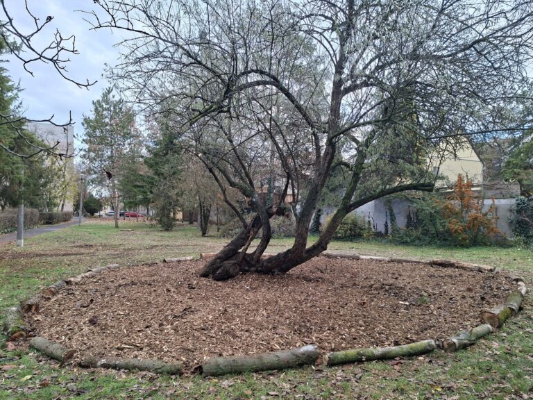 Avarpaplannal valósít meg természetközeli talajkezelést néhány helyszínen a Kecskeméti Városüzemeltetési Nonprofit Kft.