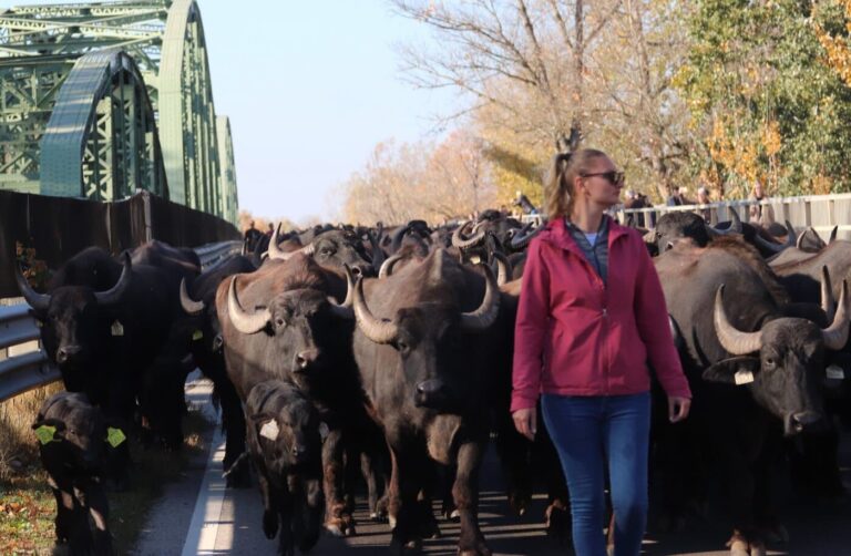Bivalyokat hajtottak át a régi tiszaugi hídon