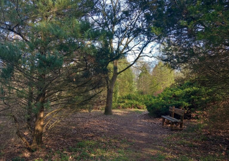 Rövid időre zárva tart a Kecskeméti Arborétum decemberben – 26-án nyit ki újra