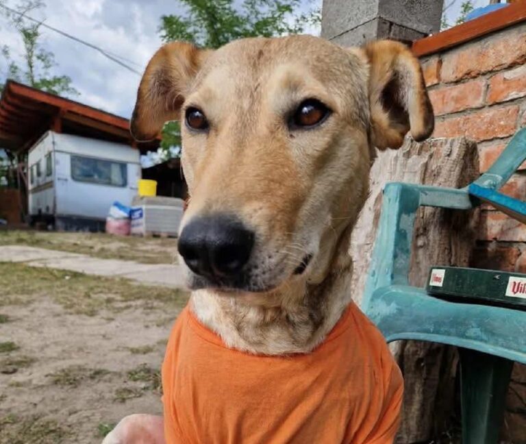 Állatvédelmi demonstráció Kecskeméten: Rozi kutya egyre több embert buzdít cselekvésre?