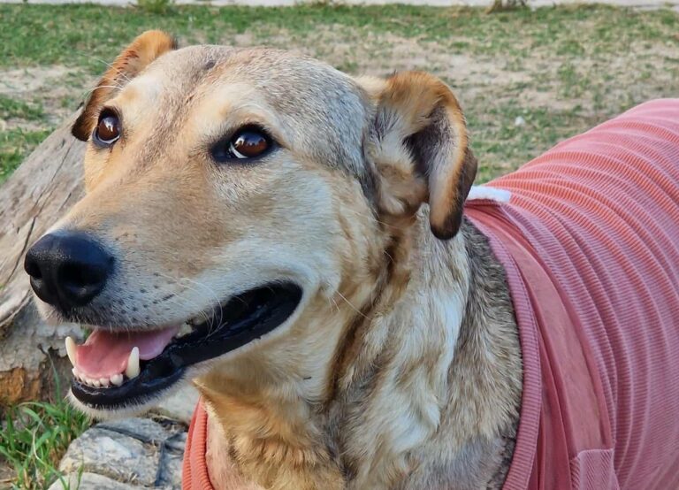 Az év állatvédelmi perének második fordulója közeleg, avagy minden, amit Rozi kutya ügyéről tudni kell