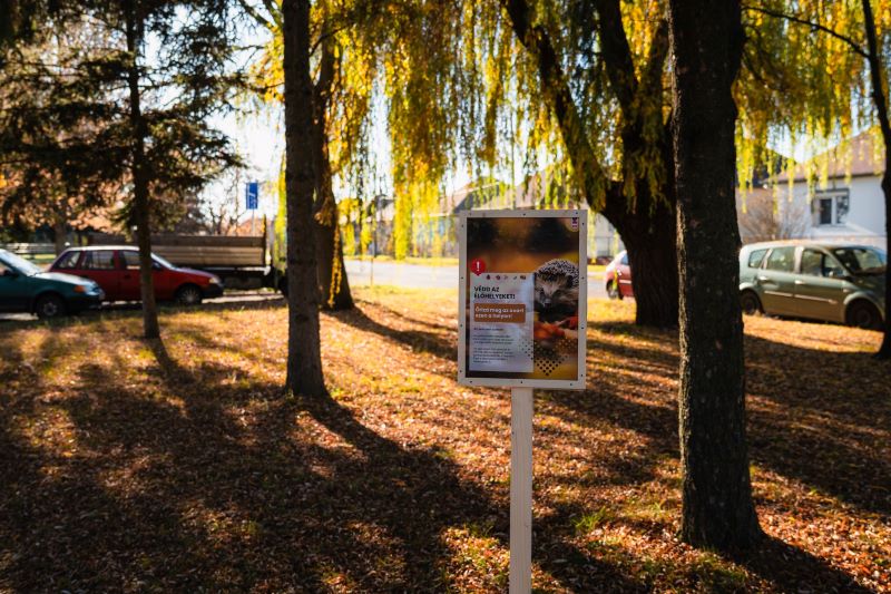 Ha zavar, ha nem zavar, Encsen marad az avar – boldog sünik Borsodban
