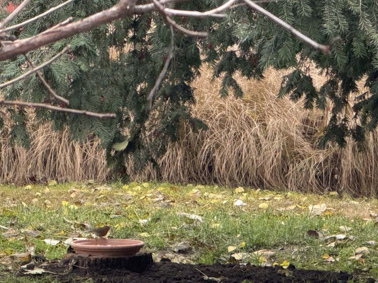 Télen is szomjasak a városi madarak – itatókat helyeztek ki Kecskemét főtéren