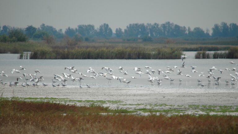 Újraegyesítették a csatornával kettévágott szikes tavat, a Böddi-széket