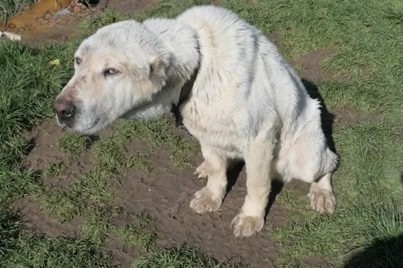 Éheztette és láncra kötötte kutyáit egy miskolci férfi