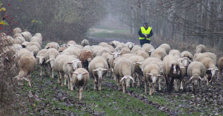 Várják a karácsonyt és a bárányokat – elkísértük idei utolsó terelésére a Kápolna-rét juhászát (galériával))