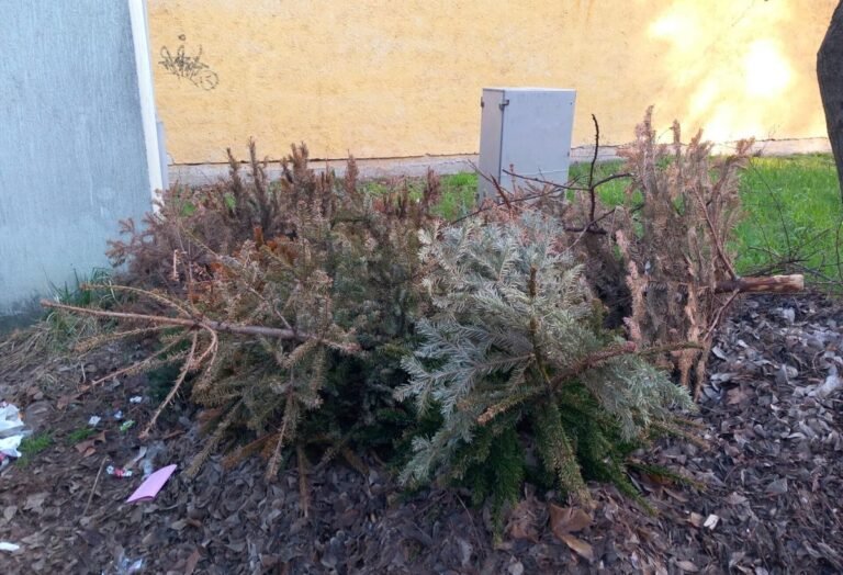 Egyes városrészekben már vízkereszt előtt elkezdik elszállítani a leszedett karácsonyfákat Kecskeméten