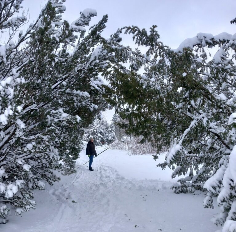 Miért verték le a havat az örökzöldekről a kecskeméti arborétumban?