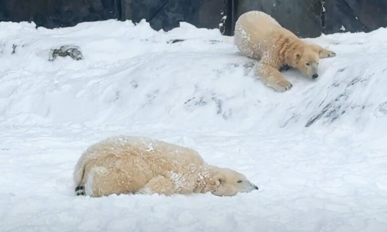 A nap zárásaként némi cukiskodás: így örülnek a nyíregyházi jegesmedvebocsok életük első hóesésének (videóval)
