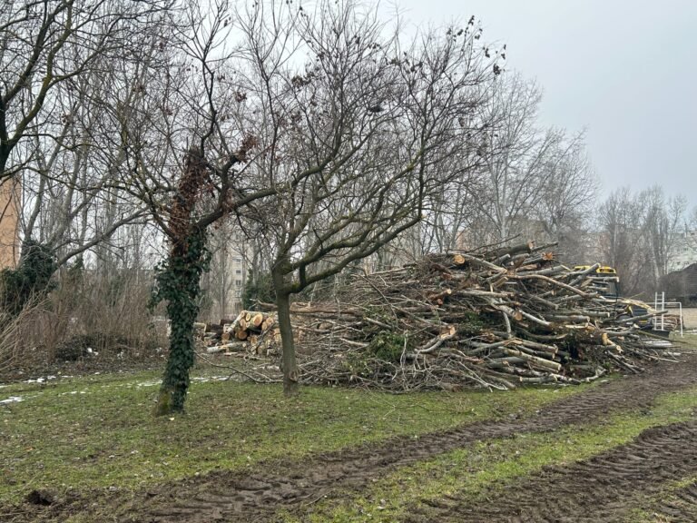 A képviselő szerint „résztarvágás”, az erdőmérnök szerint felújító vágás történt a Szép utcai véderdőben