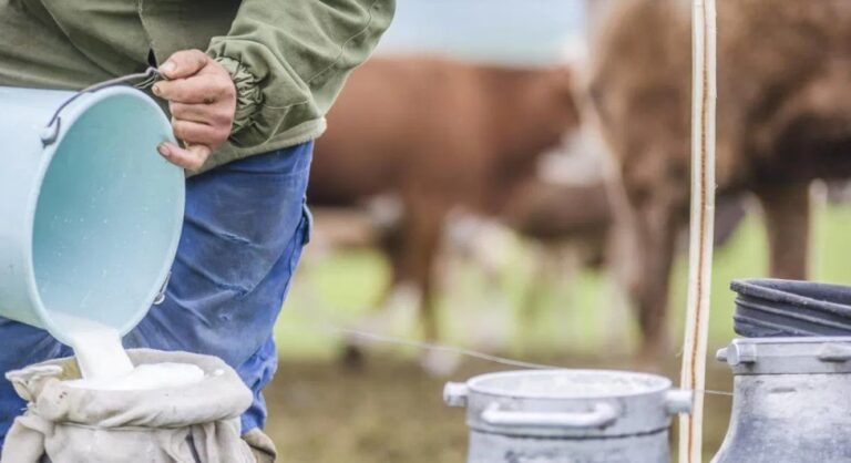 Krízishelyzetben a nagykőrösi tejtermelők: családi gazdaságok kerültek veszélybe