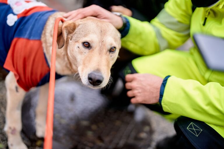 Döntött a másodfokú bíróság: letöltendőt kapott Rozi kutya megkínzója
