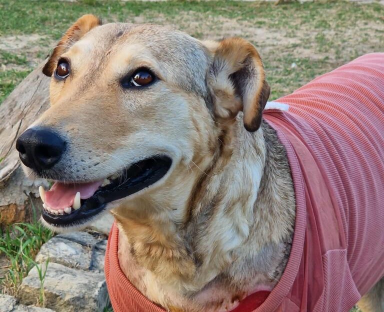 Másodfokon folytatódik Rozi kutya megkínzójának büntetőpere