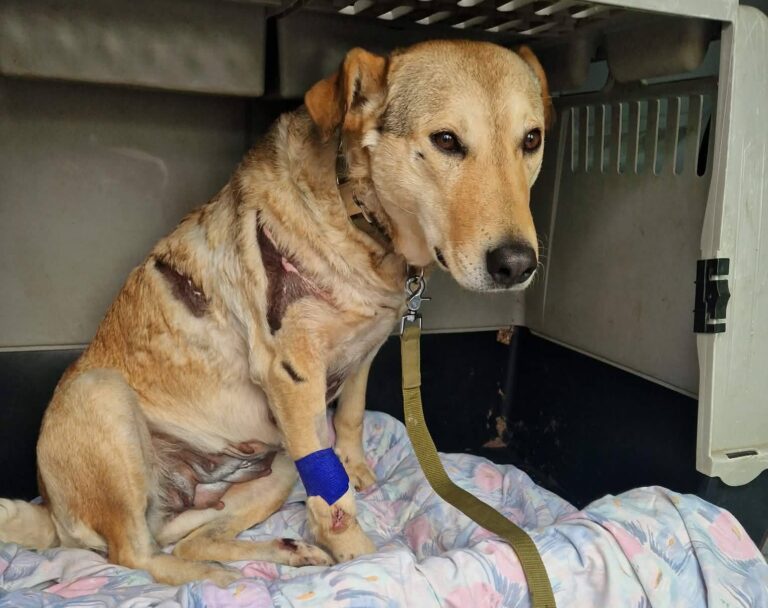 Szerető otthonra lelt Rozi kutya