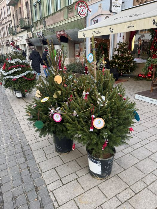Néhány nap és pihenőre vonulnak a miskolci sétálóutca feldíszített fenyőfái – nekünk is van dolgunk