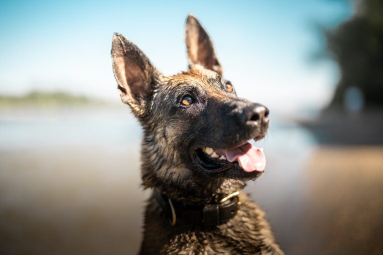 Szolgálatikutya castingba fog a rendőrség, a kecskeméti ebtartókat is érintheti