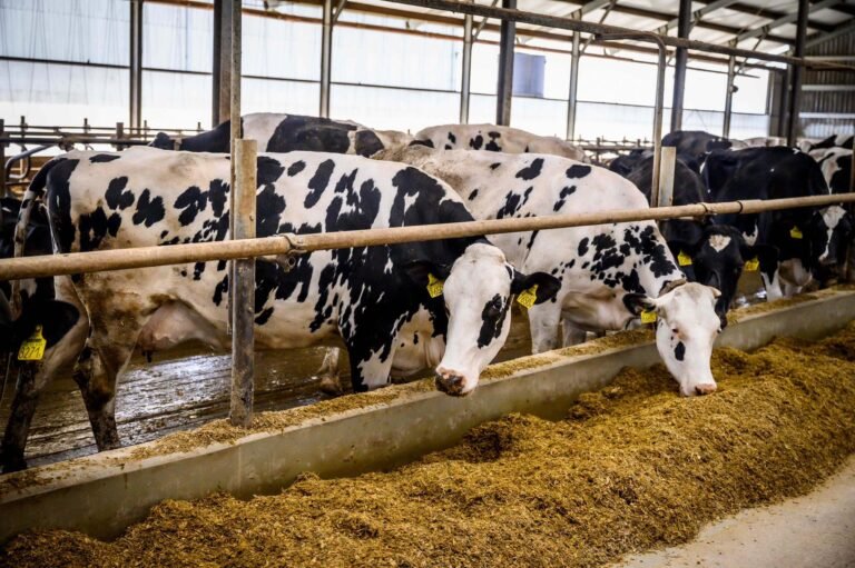 Válsághelyzetben a hazai tejipar: több tucat tehenészet mehet tönkre