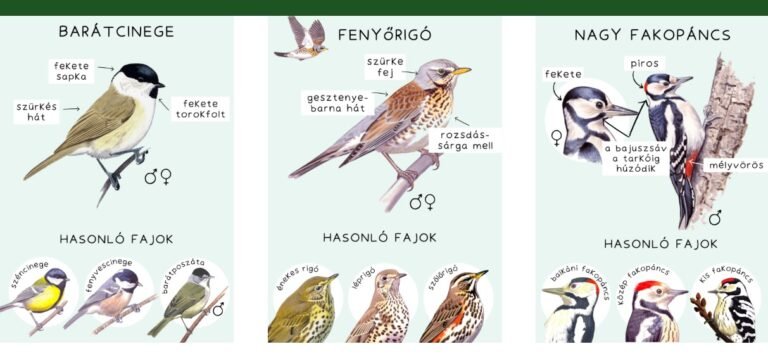 Február végéig tart a Nagy Téli Madárles, a szakemberek számára értékesek a lakosság megfigyelései