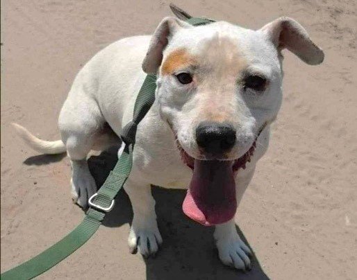 Tíz éve probléma a kecskeméti állatorvosi ügyelet hiánya, pont a választás előtt oldanák meg