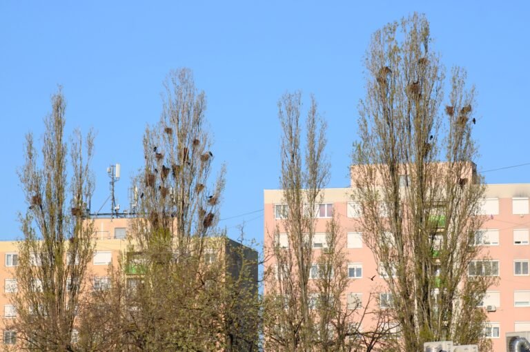 A lakossági panaszok miatt leszedik a varjak fészkeit a Széchenyivárosban