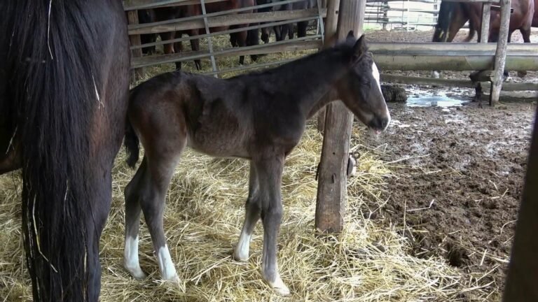 Várják a szavazatokat, hogyan nevezzék el a Kiskunsági Nemzeti Park idei első csikóját