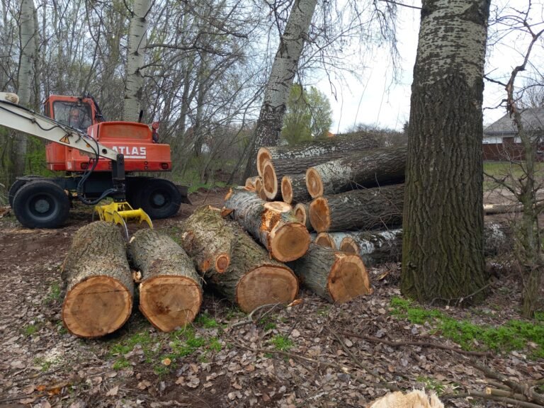 Ki védi a véderdők fáit Kecskeméten? Sokkal érzékenyebben reagálnak a lakók ma már minden fa kivágására