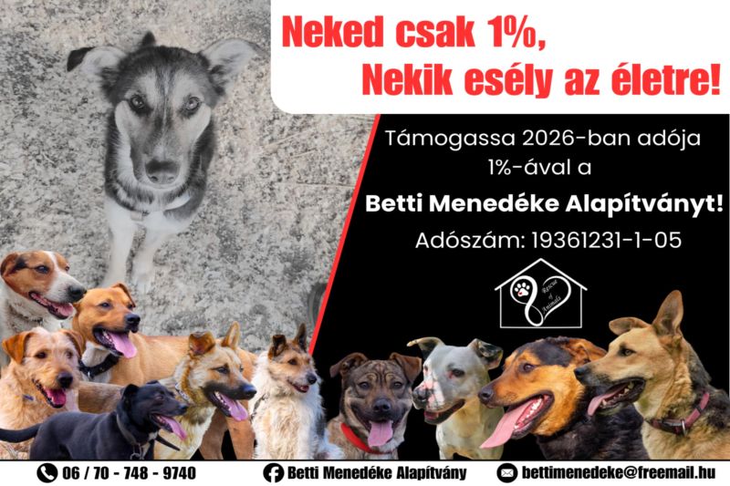 Költözne és bővülne a Betti Menedéke: Kazincbarcikára mennének, hogy több állaton segíthessenek