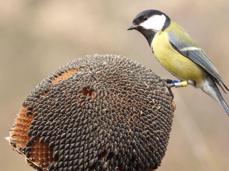 Járjunk nyitott szemmel Miskolcon – körözés alatt a széncinegék