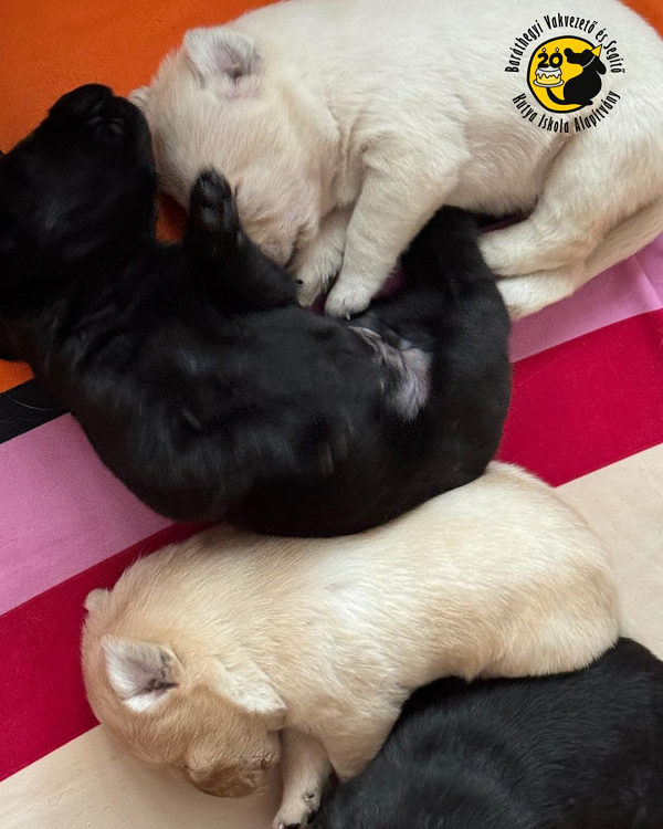 Idén 20 éves a Baráthegyi Vakvezető Kutya Iskola, így játszadoznak a néhány hetes kis gombócok (videóval)