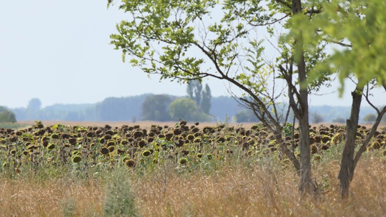 Extrém sok hőségnap és súlyos csapadékhiány volt tavaly a Dél-Alföldön, Szegeden több mint egy hónapnyi hőhullámmal fűszerezve
