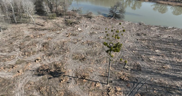 Tarra vágták az összes fát a Szigetköz fokozottan védett területén