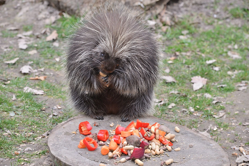 Miskolc: 30 ezer tüske borítja a hónap állatának választott közönségkedvencet