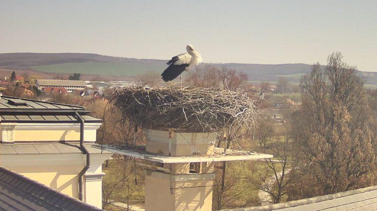 Üdv itthon Ludmilla! – A nemzeti ünnepre időzítette hazatérését az Edelényi Kastélysziget népszerű gólyája