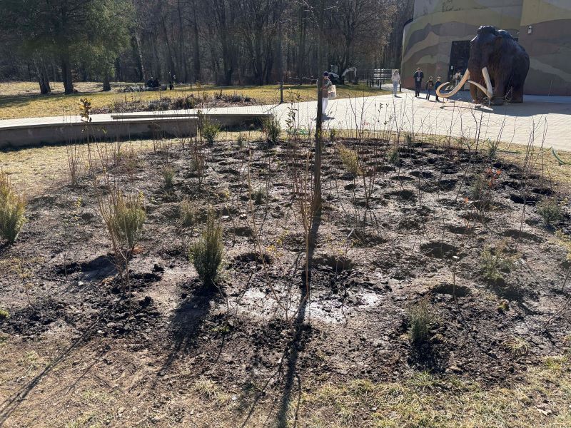 Újabb zöld kezdeményezéssel gazdagodott Miskolc – Miyawaki-erdőt ültettek a Szeleta Parknál