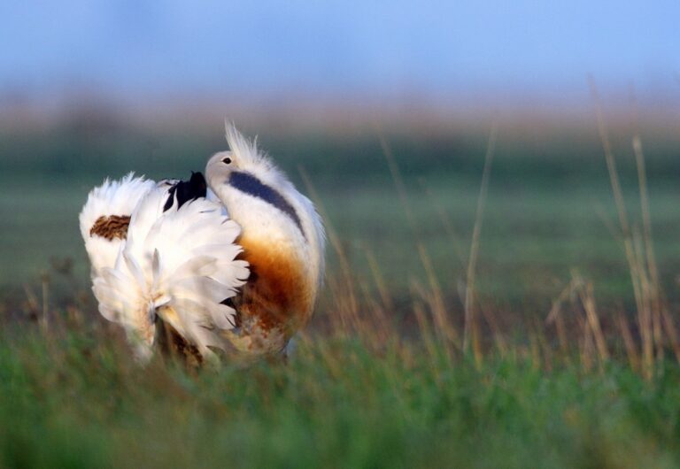 Túzokünnep lesz szombaton, megleshetjük a dürgő madarakat a Kiskunsági Nemzeti Parkban, de futni is lehet a pusztában