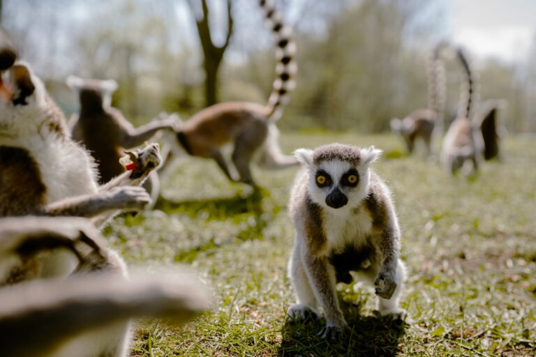 Húsvétkor látható először a gyűrűsfarkú maki ikerpár a Richter Safari Parkban