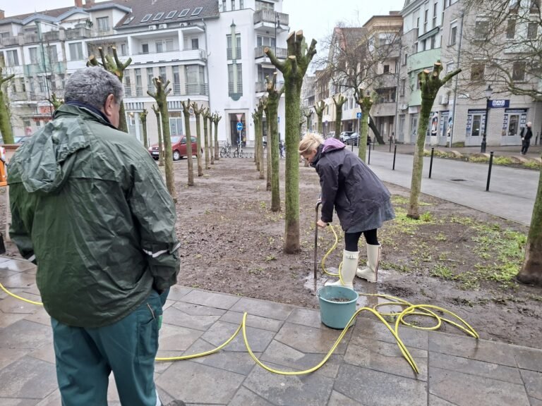 Marhatrágyával, komposzttal javítják a talajt a visszavágott fák alatt a Rodostó téren