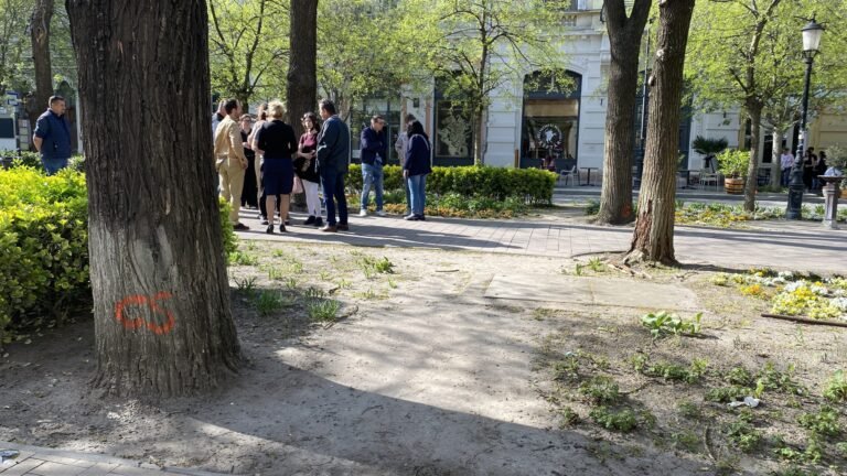 Megújul a Rákóczi út fasora – hétfőtől szakaszos lezárásokkal járnak a munkálatok