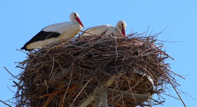 Kecskemétre is megérkeztek a gólyák (galériával)
