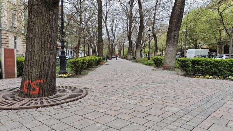 Faápolási munkák miatt szakaszosan lezárják a Rákóczi utat