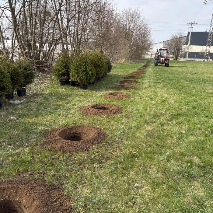 Szerethető, visszatérő, környezetbarát – a Miskolci Belvárosi Kör fenyőfái otthonra leltek