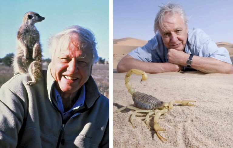 Száz éves lett Sir David Attenborough, a világ legnépszerűbb természetfilmese