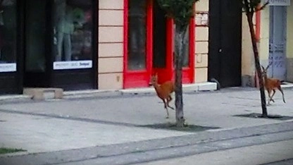 Rendszeresen mászkál Miskolc utcáin egy őz pár (képek)
