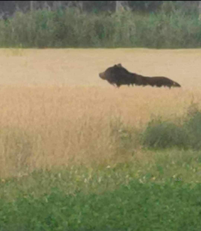 Ismét medvét észleltek BAZ megyében, óvatosan kiránduljunk